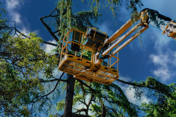 Professional Tree Services in Lake Wisconsin, WI