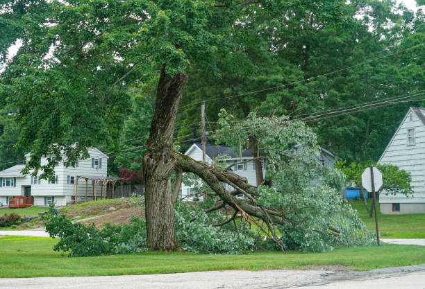 Best Tree Disease Treatment  in Lake Sconsin, WI