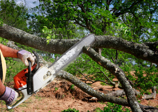 How Our Tree Care Process Works  in  Lake Wisconsin, WI